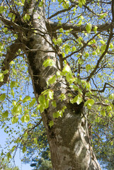 Fagus silvatica, Hêtre