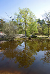 Obraz premium Mare, Betula pendula, Bouleau commun, Rochers, plaine de Franchard, Forêt de Fontainebleau, 77, Seine et Marne, France