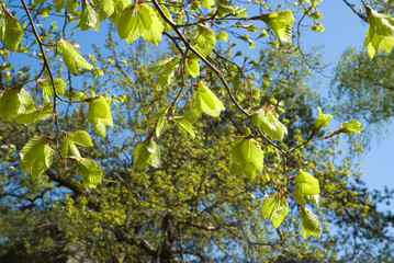 Fagus silvatica, Hêtre