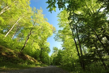 Path through spring deciduous forest, Poland
