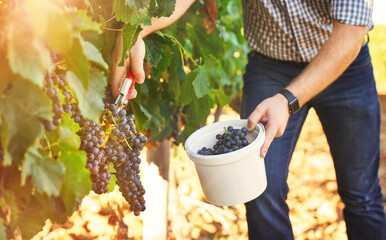 Farmer, bucket and vineyard with harvesting grapes in season for wine making, viticulture and...