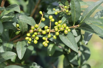 Privet bush - Ligustrum vulgaris bush in a garden in summer