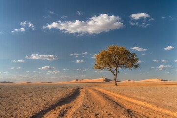 Lonely tree with yellow leaves among sandy landscape of dried desert land. White clouds float across blue sky. Concept of landscape change, soil erosion, desertification, loss of natural areas