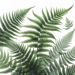 fern leaf background