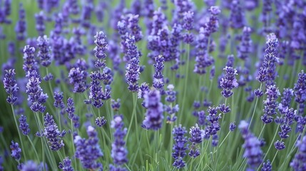 A field of lavender swaying in the gentle spring breeze, their purple blossoms attracting bees that buzz from flower to flower