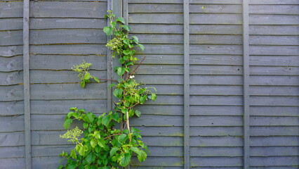 climbing hydrangea growing up a grey garden fence