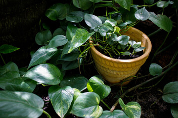 Liana scindapsus or golden pothos in pot top view