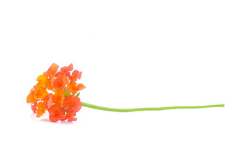 Lantana camara flower on white background.