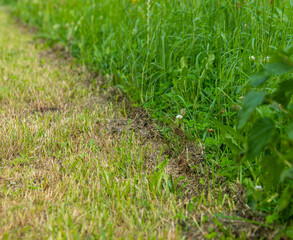 grassy area with a line of weeds and grass