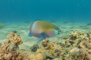 Fish swimming in the Red Sea, colorful fish, Eilat Israel
