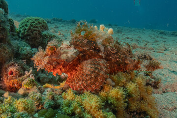 Fish swimming in the Red Sea, colorful fish, Eilat Israel
