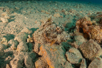 Fish swimming in the Red Sea, colorful fish, Eilat Israel