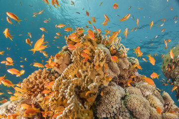Coral reef and water plants in the Red Sea, Eilat Israel
