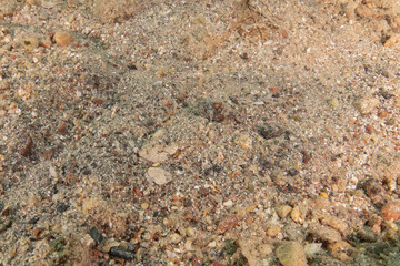 Fish swimming in the Red Sea, colorful fish, Eilat Israel