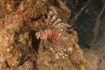 Lionfish in the Red Sea colorful fish, Eilat Israel
