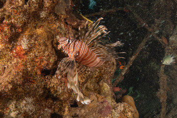 Lionfish in the Red Sea colorful fish, Eilat Israel
