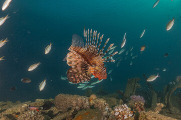 Lionfish in the Red Sea colorful fish, Eilat Israel

