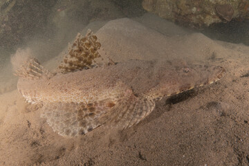 Fish swimming in the Red Sea, colorful fish, Eilat Israel