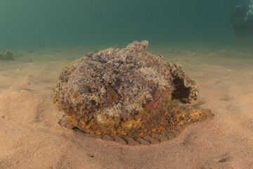 Fish swimming in the Red Sea, colorful fish, Eilat Israel