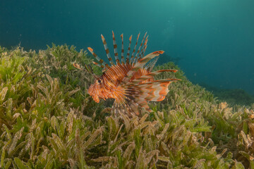 Lionfish in the Red Sea colorful fish, Eilat Israel
