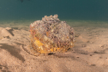 Fish swimming in the Red Sea, colorful fish, Eilat Israel
