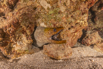 Moray eel Mooray lycodontis undulatus in the Red Sea, Eilat Israel
