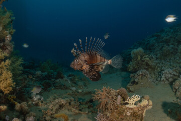 Lionfish in the Red Sea colorful fish, Eilat Israel

