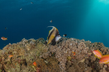 Fish swimming in the Red Sea, colorful fish, Eilat Israel
