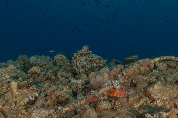 Octopus king of camouflage in the Red Sea, Eilat Israel 
