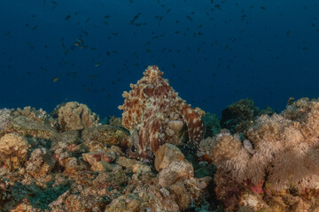 Fototapeta premium Octopus king of camouflage in the Red Sea, Eilat Israel 