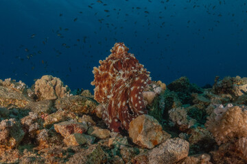 Octopus king of camouflage in the Red Sea, Eilat Israel 
