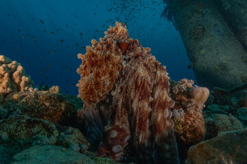 Octopus king of camouflage in the Red Sea, Eilat Israel 
