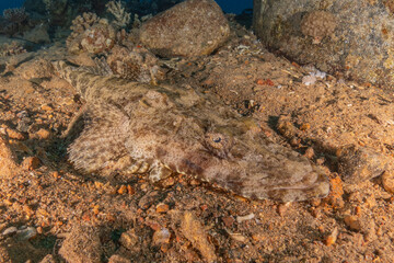 Fish swimming in the Red Sea, colorful fish, Eilat Israel
