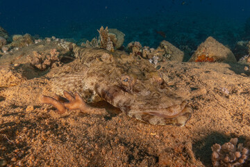 Fish swimming in the Red Sea, colorful fish, Eilat Israel
