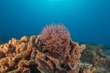 Coral reef and water plants in the Red Sea, Eilat Israel
