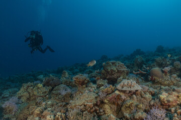 Coral reef and water plants in the Red Sea, Eilat Israel
