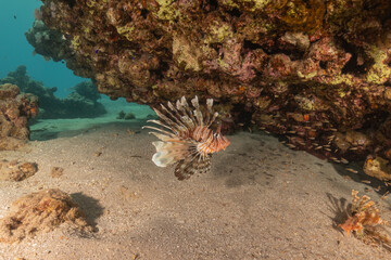 Lionfish in the Red Sea colorful fish, Eilat Israel
