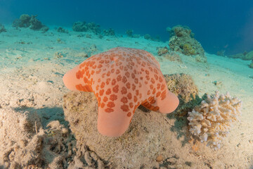 Starfish On the seabed in the Red Sea, Eilat Israel
