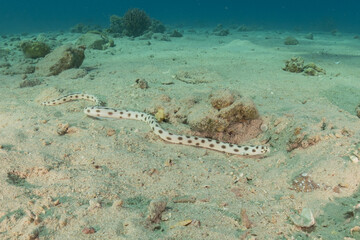 Tiger Snake Eel in the Red Sea Colorful and beautiful, Eilat Israel
