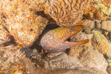 Moray eel Mooray lycodontis undulatus in the Red Sea, Eilat Israel
