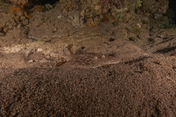 Fish swimming in the Red Sea, colorful fish, Eilat Israel

