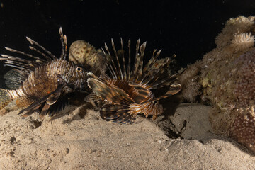 Lionfish in the Red Sea colorful fish, Eilat Israel

