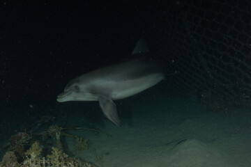 Naklejka premium Dolphin swimming in the Red Sea, Eilat Israel 