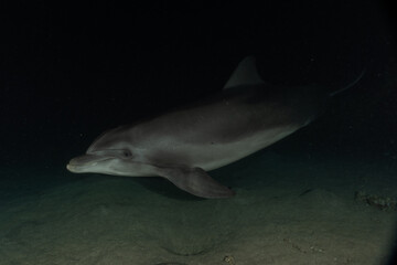 Fototapeta premium Dolphin swimming in the Red Sea, Eilat Israel 