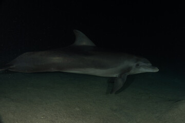 Fototapeta premium Dolphin swimming in the Red Sea, Eilat Israel 