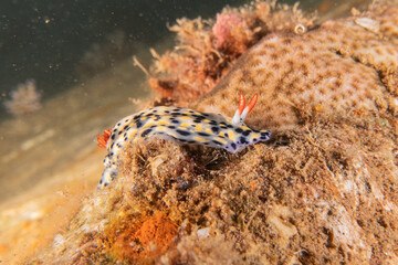 Sea Slug in the Red Sea Colorful and beautiful, Eilat Israel
