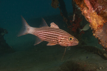 Fototapeta premium Fish swimming in the Red Sea, colorful fish, Eilat Israel 