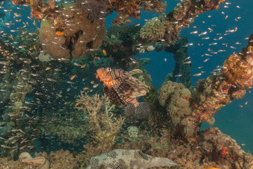 Lionfish in the Red Sea colorful fish, Eilat Israel
