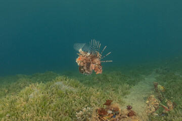 Lionfish in the Red Sea colorful fish, Eilat Israel
