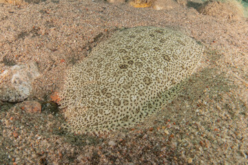 Fish swimming in the Red Sea, colorful fish, Eilat Israel
